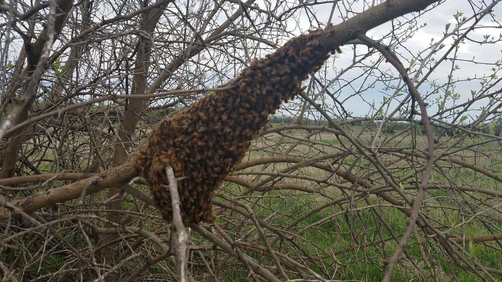 Witness Nature's Spectacle: The Marvelous Phenomenon of Bee Swarming!