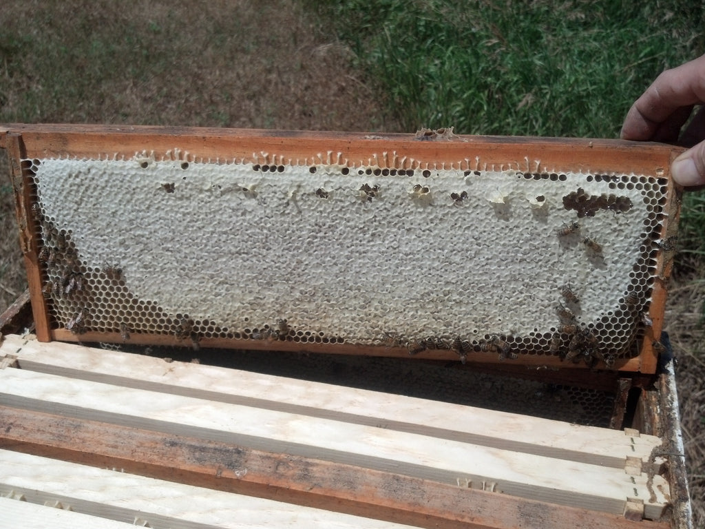 Sweet Rewards of Beekeeping: Harvesting Honey the Beekeeper's Way!
