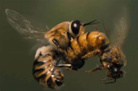 The Royal Romance of Queen Bee Mating: A Fascinating Beekeeping Tale!