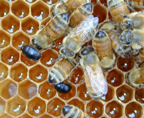 Summer Pests: Identifying the Culprits in Your Beehives!