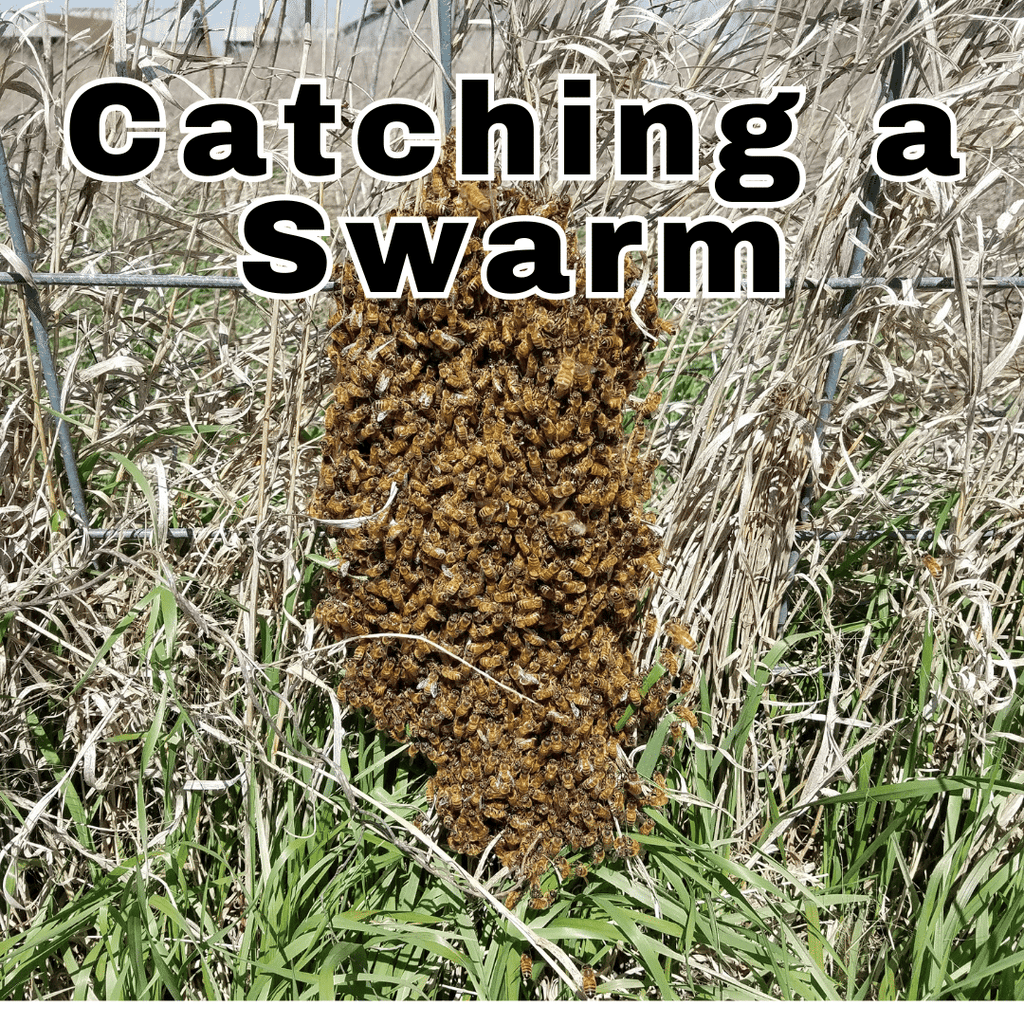 Catching a Swarm: A Beekeeper's Adventure!