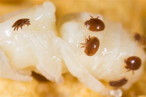 Varroa mites are cunning adversaries!