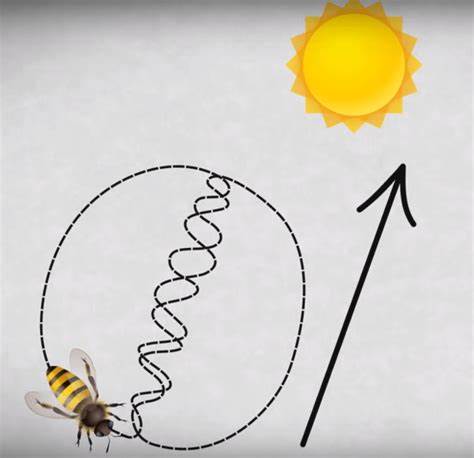 The Fascinating World of Bee Communication: Unraveling the Bee Buzz!